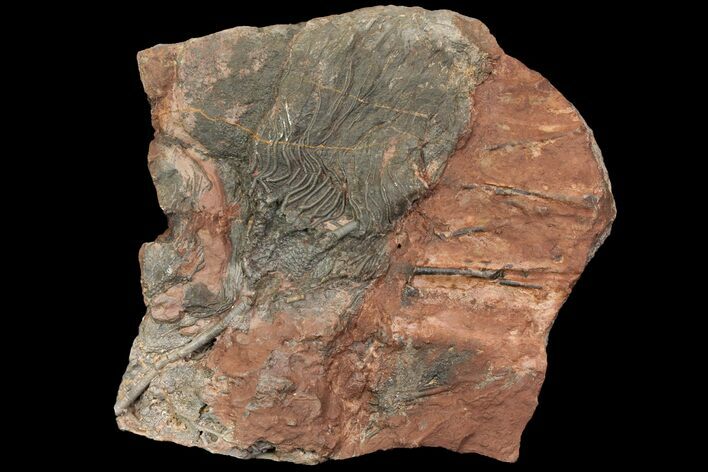 Silurian Fossil Crinoid (Scyphocrinites) Plate - Morocco #118545